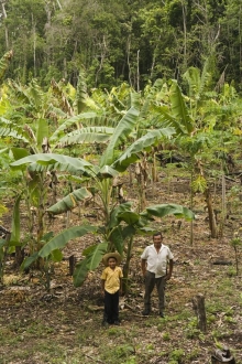 Culture and Nature in the Maya Forest