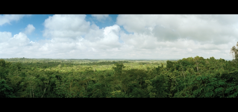 Maya Prosperity and Forest Gardens