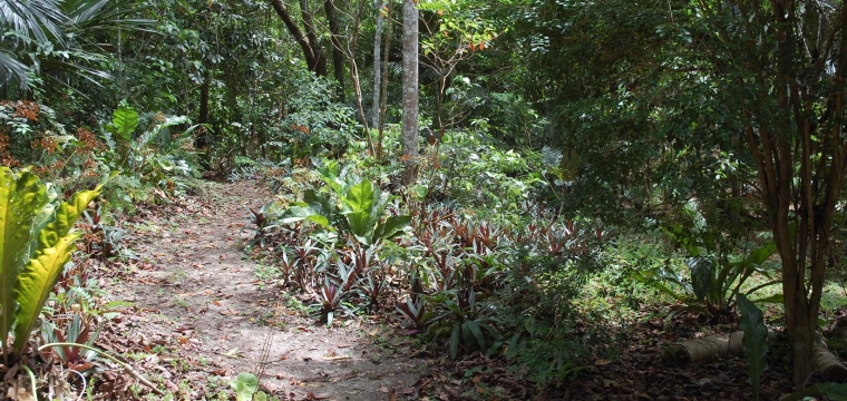Maya Forest is a Garden