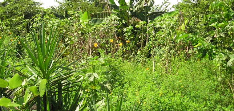 Culture and Nature in the Maya Forest